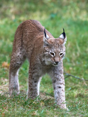 Obraz premium Eurasian lynx (Lynx lynx) in its natural enviroment