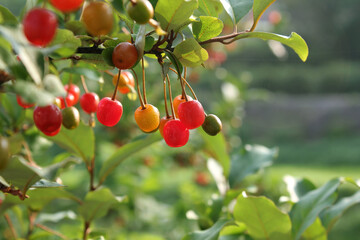 Ripe Autumn Olive Berries (Elaeagnus Umbellata) growing on a branch . oleaster