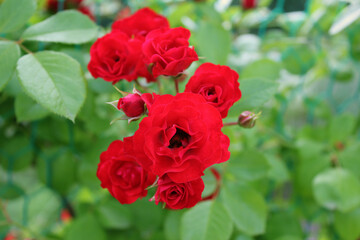 red rose in nature background .