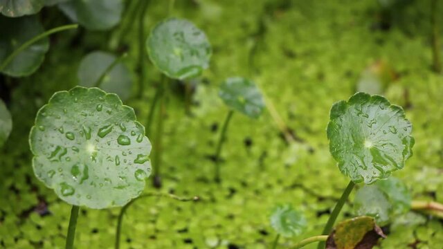 Gotu kola tree or Asiatic pennywort or Indian pennywort
