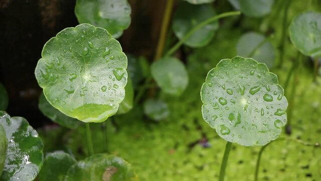 Gotu kola tree or Asiatic pennywort or Indian pennywort
