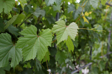 Grape leaves on nature background