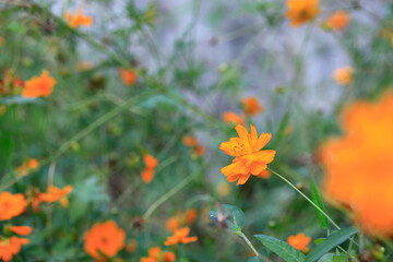 Obraz premium 코스모스 꽃이 보이는 아름다운 풍경