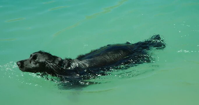 A black cocker spaniel called Jack enjoying himself swimming in a lake.
