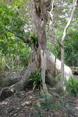 西表石垣国立公園・サキシマスオウノキ