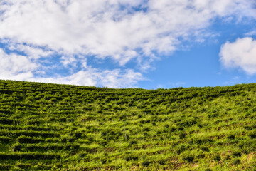 Fototapeta na wymiar Grass-covered green tea tree, sky and clouds