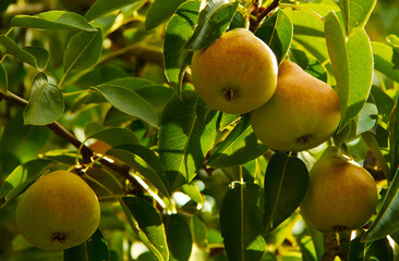 Colorful pears on a pear tree. Autumn season in the garden. For wallpaper, postcards and backgrounds.