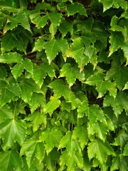 Grapevine leaves in a vineyard.