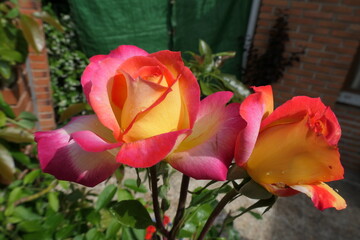 red and yellow tulips