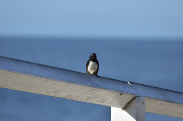 Willie wagtail on the white railing