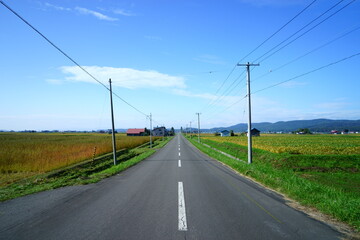 Fototapeta na wymiar 北海道　富良野の一本道