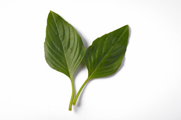 Two basil leaves Isolated image on white background