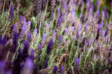 Beautiful close up bokeh of colorful lavender field with only one bee pollinating the violet and purple flowers