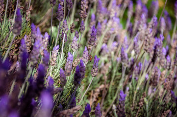 Beautiful close up bokeh of colorful lavender field with only one bee pollinating the violet and purple flowers