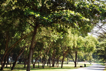 アジアの熱帯樹林にあるジョギングコース