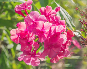 A branch of pink phlox on a flower bed of a summer garden