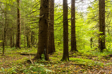 Old forest near Moscow city, Russia