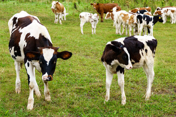 Black and white cow and calf next to the herd