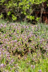 Obraz premium Violet Flowers Of Lamium Purpureum In Summer Field Meadow With Blurred Background