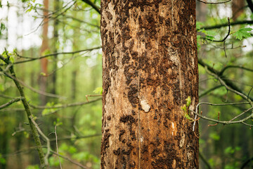 Old Pine Bark Fell Off From Damage To Tree Trunk By Insects - Ants
