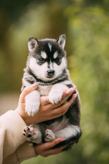 Four-week-old Husky Puppy Of White-gray-black Color Sitting In Hands Of Owner