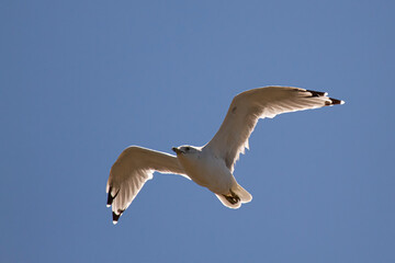 A ring billed gull (Larus Delawarensis) at flight with beautiful rim lighting around it. This is a native gull species for Chesapeake Bay where this image was taken.