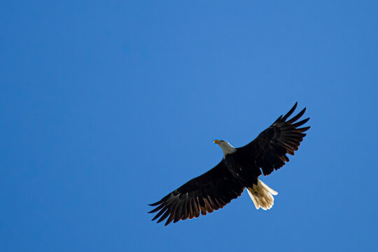 An overhead close up shot of an American Bald eagle (Haliaeetus leucocephalus) gliding in the sky. Image was taken in Eastern Neck Wildlife Refuge by the Chesapeake bay