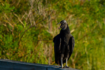 An American Black vulture (Coragyps atratus) is perching on the wooden barriers by the road in Eastern neck island on a sunny afternoon. This is a common vulture native to new world.