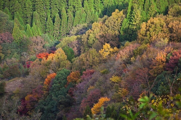 山の紅葉に差す朝日　高千穂峡の山々