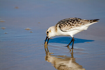 close up isolated image of a semipalmated sandpiper (Calidris pusilla) hunting for sand crabs on wet sand near shoreline with its reflection is visible.