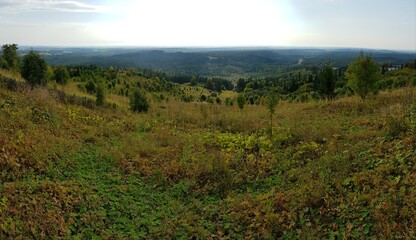 Fototapeta premium Green trees and grass in the Siberian taiga