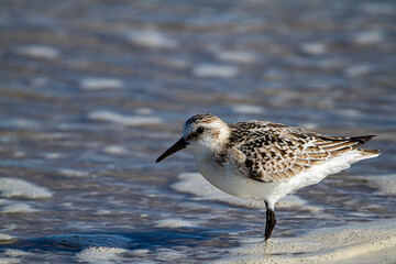 close up isolated image of a semipalmated sandpiper (Calidris pusilla) hunting for sand crabs while standing in water on the shoreline. It looks for invertebrates brought by waves to the beach
