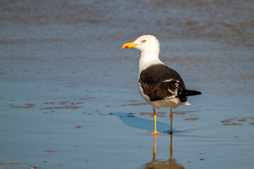  Close up isolated image of Larus marinus (Great black-backed gull) the largest seagull on earth This bird has  black wings and a red spot on its beak. It is a successful hunter on Atlantic Shores