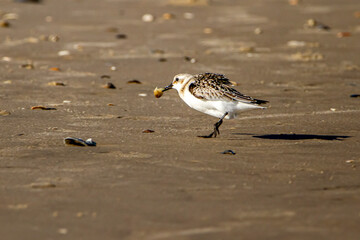 close up isolated image of a semipalmated sandpiper (Calidris pusilla) carrying an atlantic mole crab (emerita talpoida) in its mouth. They feed on small invertebrates brought by the waves.