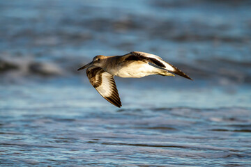 close up isolated image of a semipalmated sandpiper (Calidris pusilla) flying over the waves of Atlantic Ocean on the coast of Assateague Island.  This is a near threatened species.