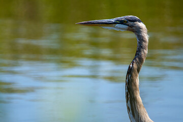 Close up image of a Great Blue heron (Ardea herodias) in a wetland. Image is a profile head shot of the bird featuring details of its head and neck with the bay in the background.