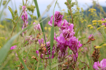 summer glade with wild pink flowers, background