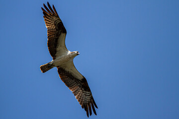 isolated overhead shot of an osprey  (sea hawk) (Pandion haliaetus) in flight against clear blue sky. Sunlight causes rim lighting on its feathers.