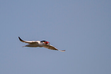A caspian tern (Hydroprogne Caspia) is flying over the Chesapeake bay  around Eastern Neck Island of Maryland, The bird is carrying a fish in its mouth.