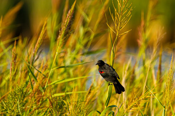 A male red winged blackbird (Agelaius phoeniceus) a tiny passerine bird characterized by black...