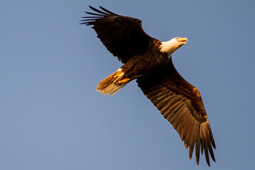An overhead close up shot of an American Bald eagle (Haliaeetus leucocephalus) gliding in the sky....