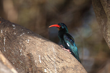 The green wood hoopoe (Phoeniculus purpureus) sits on a large branch of a huge tree. Blue-green bird with a red beak on a brown background.