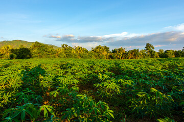 Tapioca farm, potato farm, tapioca plantation growth and mountain background. farm, and agriculture vegetable concept.