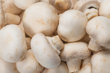 Champignon mushroom isolated on white background.