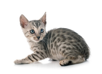 bengal kitten in studio