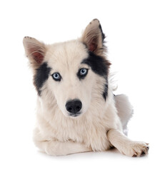 Yakutian Laika in studio