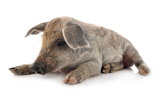 young Mangalica in studio