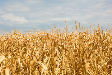 The Golden corn field. The autumn harvest, the dry stalks. Thanksgiving day, natural background