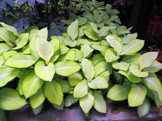 soft green leaf of plant in garden