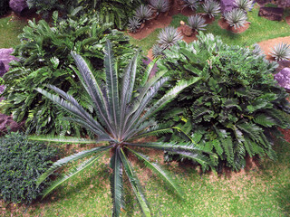 plant with leaf  in deep garden